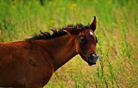Brown mold horse head grass