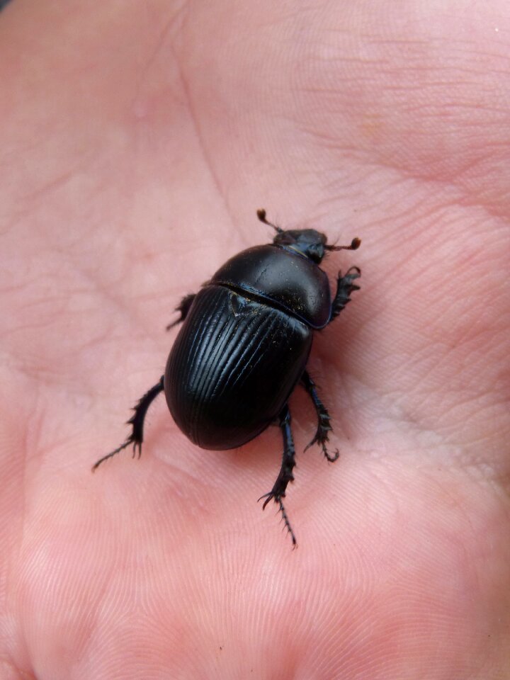 Beetle hand texture