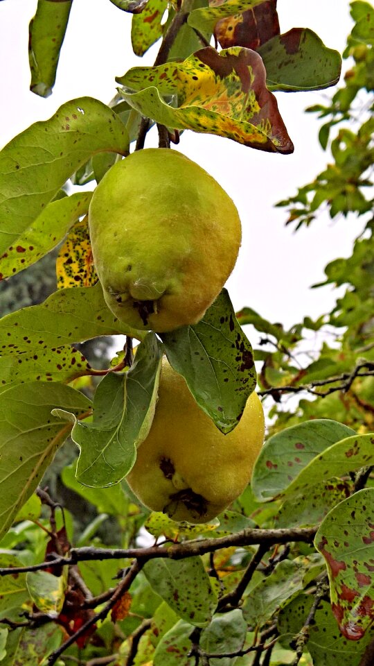 Fruit hairy branch