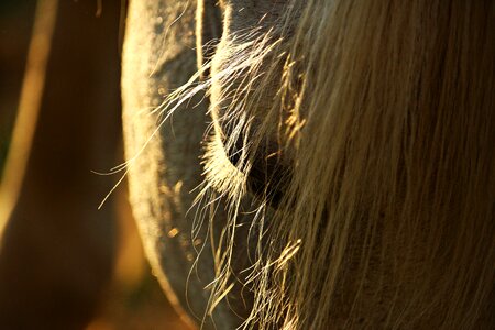 Horse head thoroughbred arabian animal