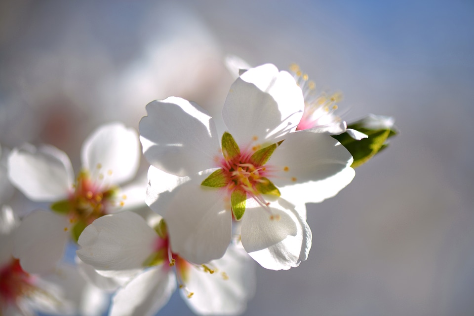 Fruit tree white spring