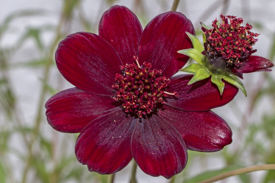 Plant garden fragrance