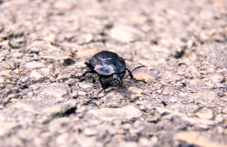 Asphalt nature europe