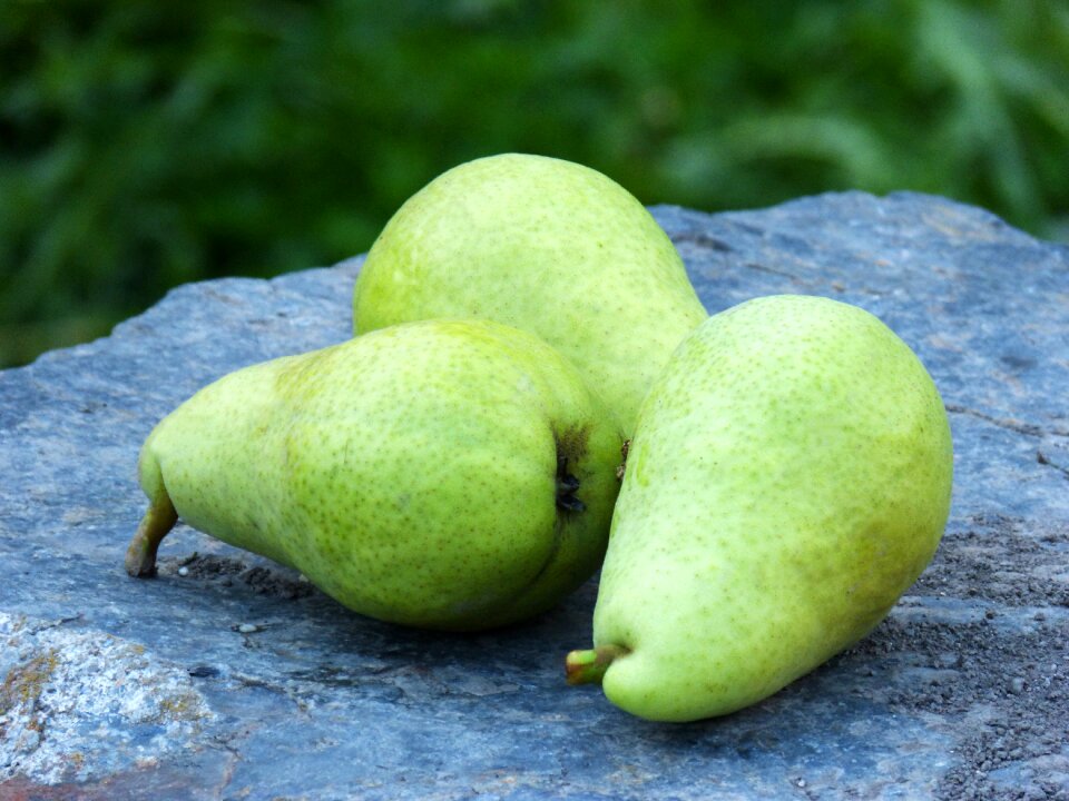 Orchard fruit still life