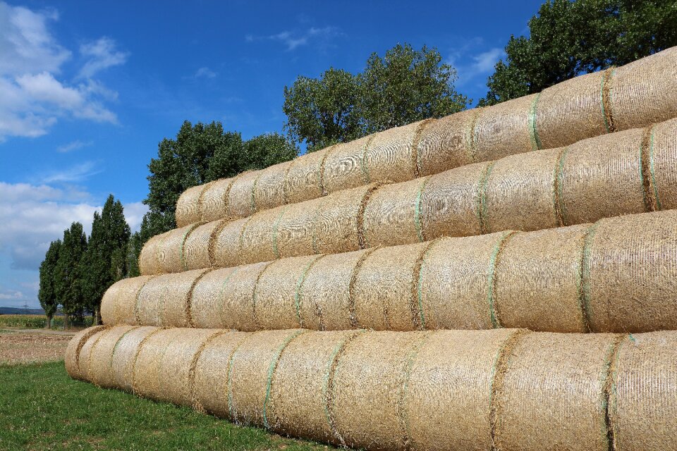 Stubble round bales harvested
