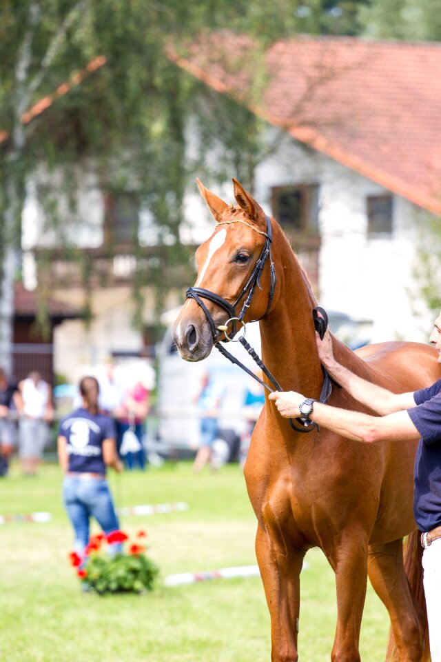 Animal mare head