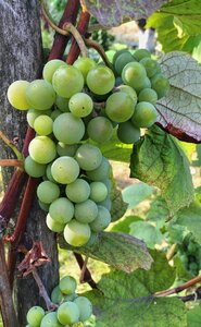 Bunch of grapes harvesting harvest