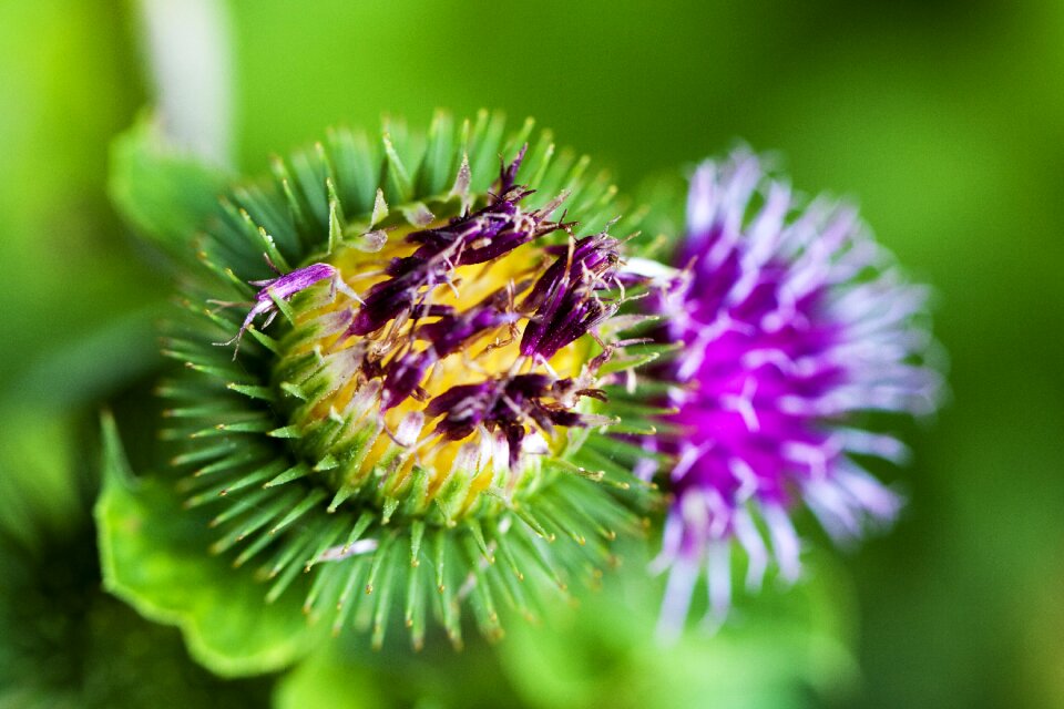Thorns green purple