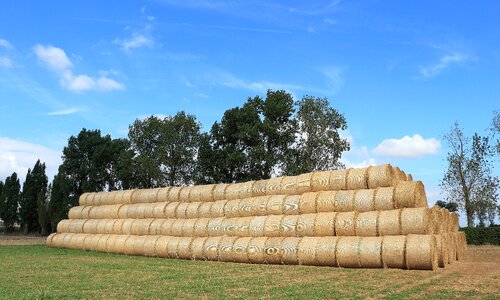 Round bales summer agriculture