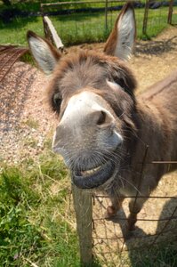 Nature farm animal burro