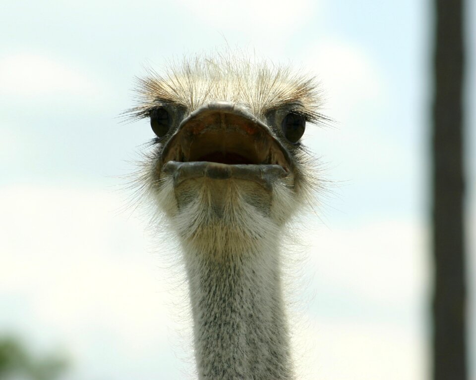 Beak bird