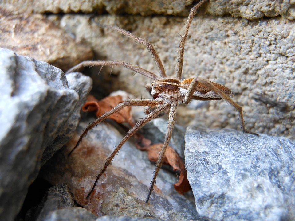 Lovčík hajní pisaura mirabilis spring
