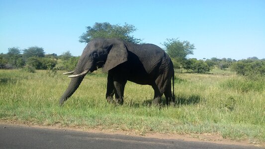Safari african bush elephant big five photo
