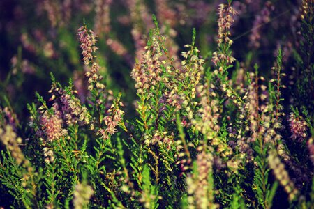 Plant flowering heath