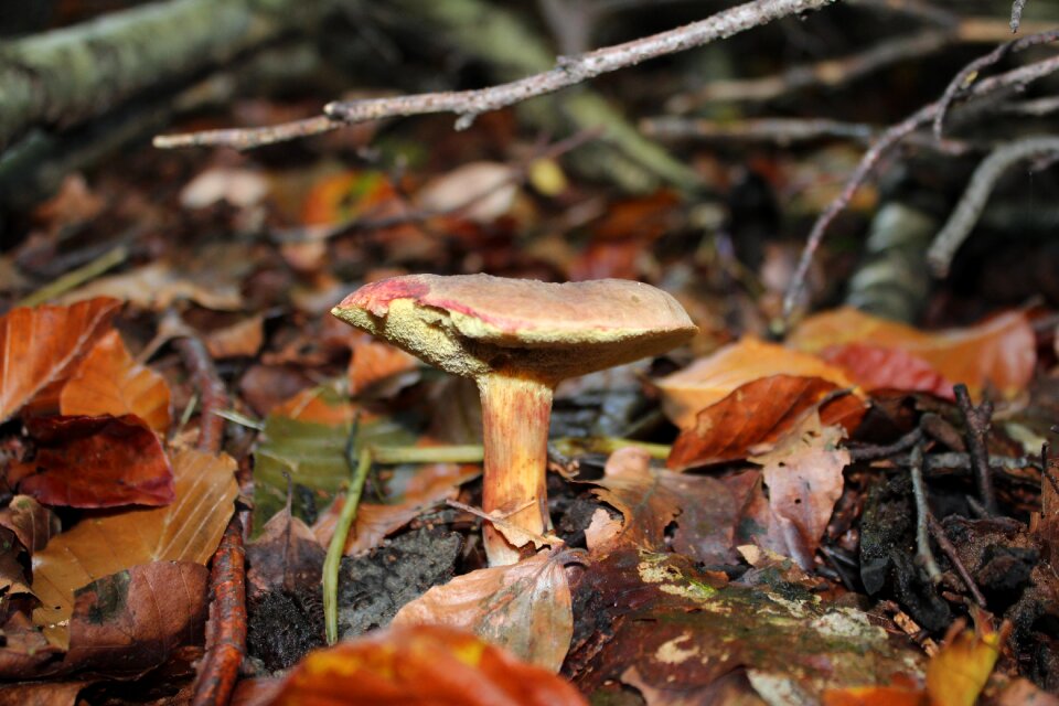 Mushroom nature autumn