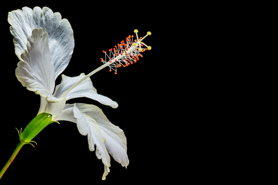 Flower white marshmallow