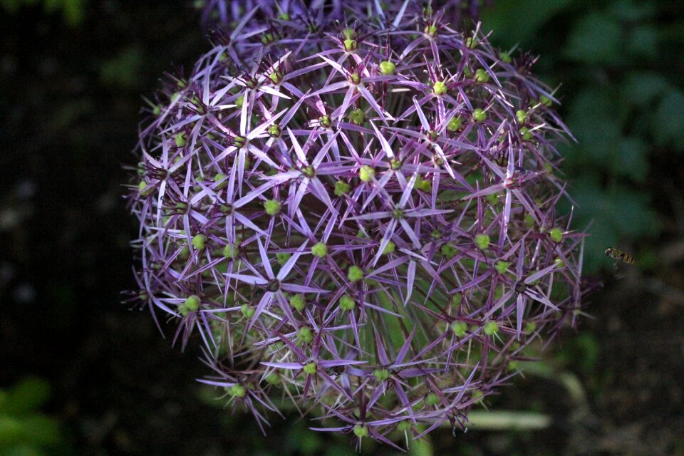 Bloom blossom nature