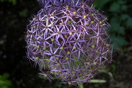 Bloom blossom nature