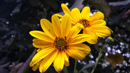Flower yellow nature