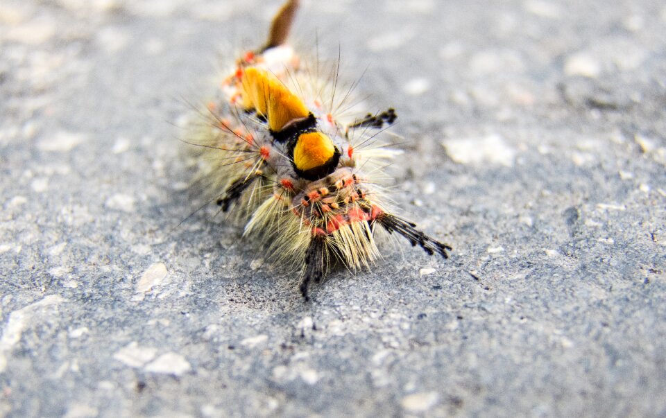 Larva color closeup
