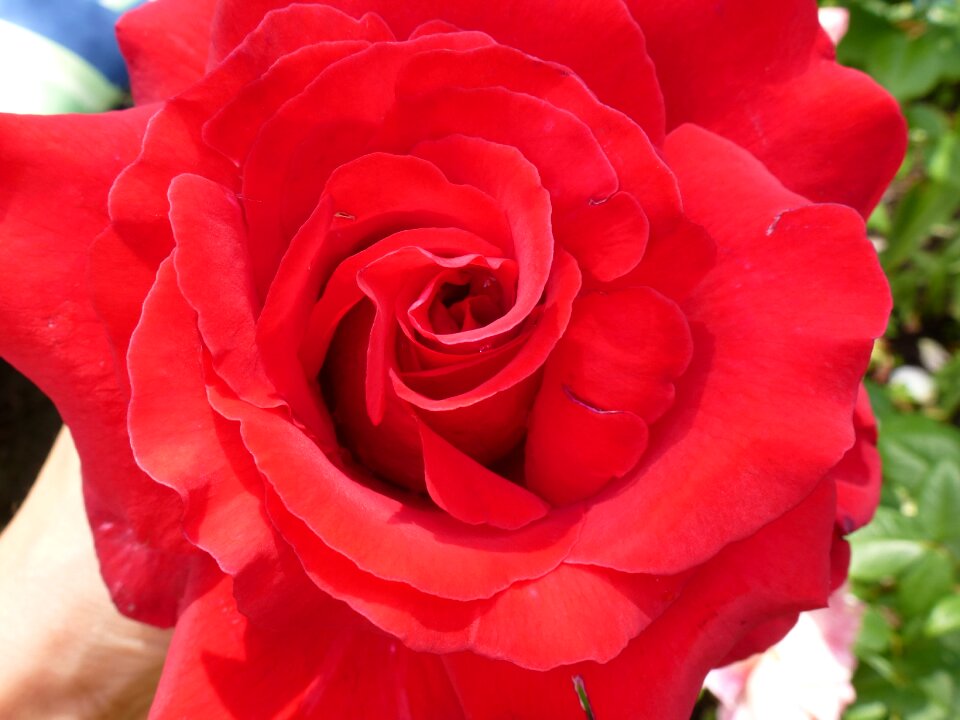 Love plant romantic