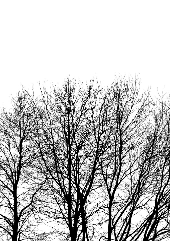 Foliage contrast winter