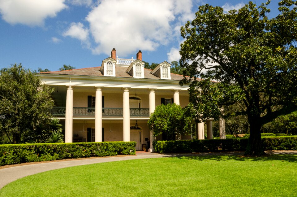 Plantation tree historically