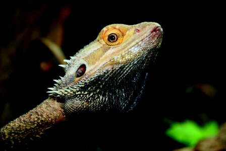 Creature terrarium close up photo