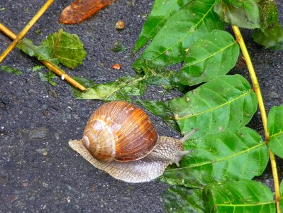 Inch green snail shell photo