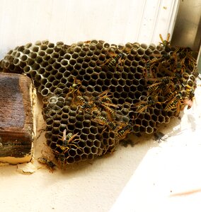 Wasp nest insects cellular structure photo