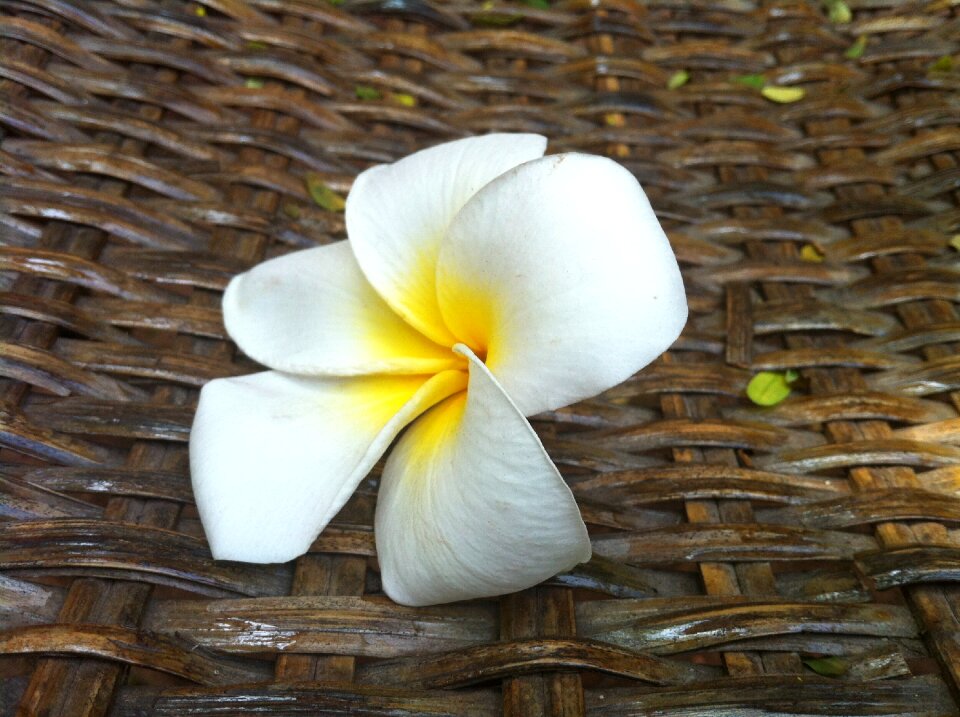Petals nature white