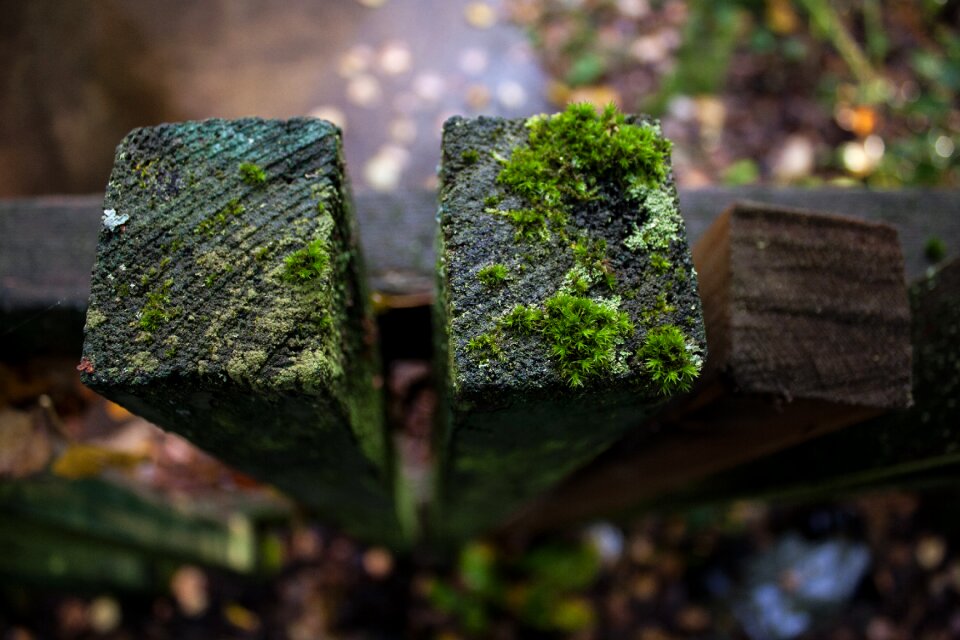 Fence moss boards