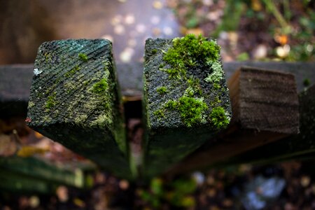 Fence moss boards