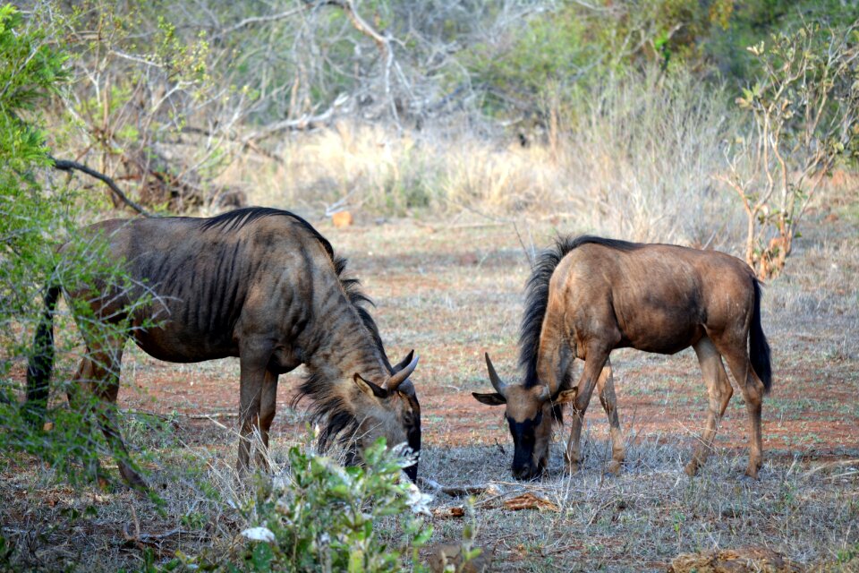 Kruger park south africa