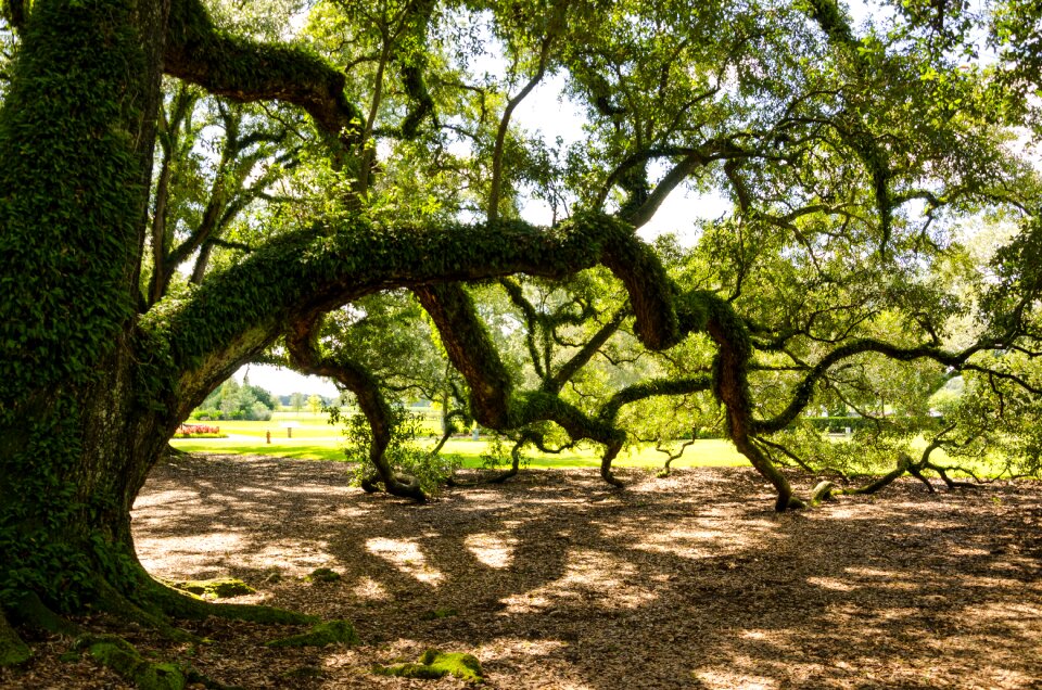 Plantation tree historically
