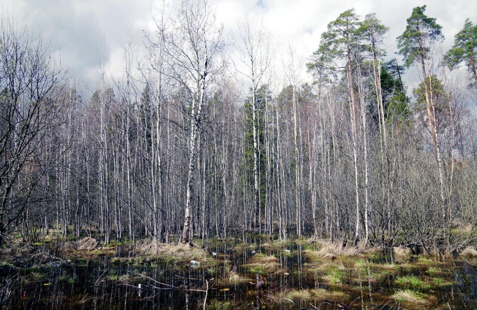 Landscape birch autumn day