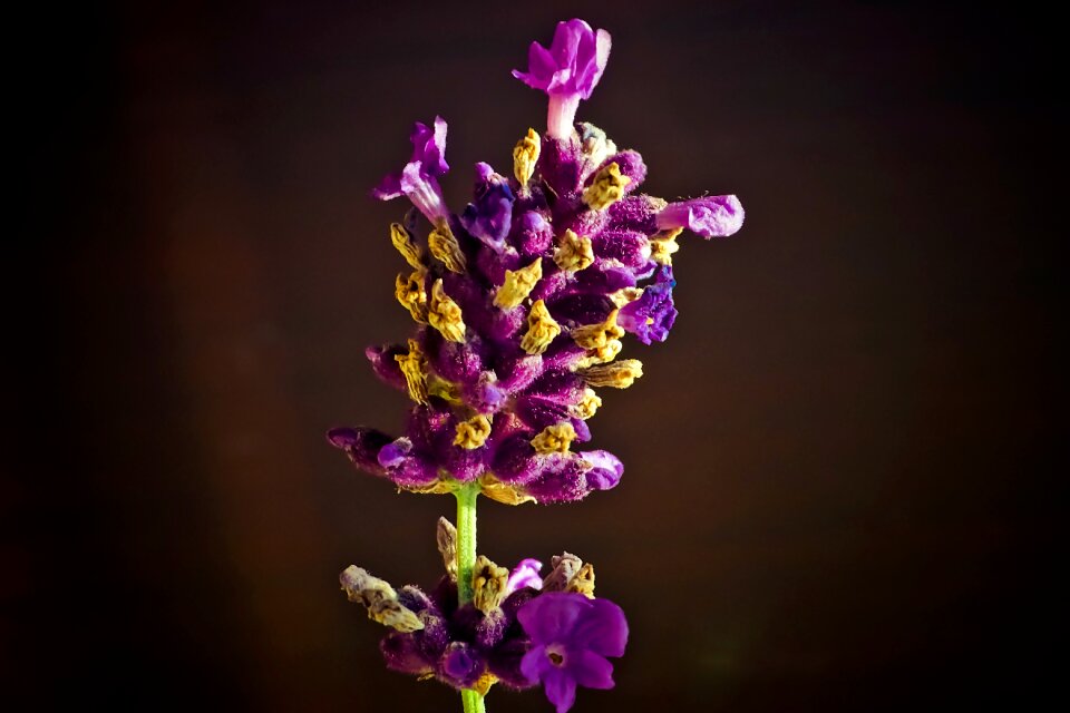 Nature flowers provence