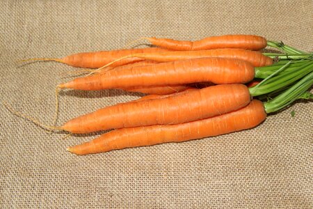 Federal carrots eat food