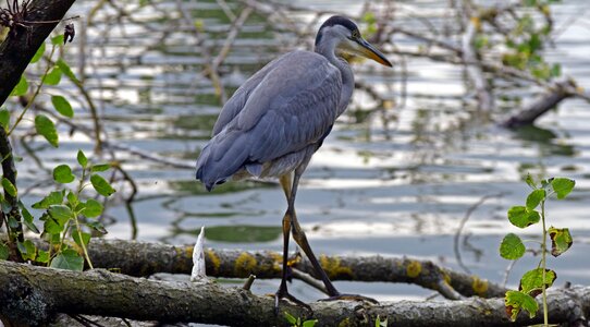 Wildlife juvenile photo