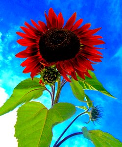 Sunflower purple moulin rouge