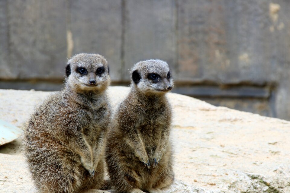 Wildlife pair nature