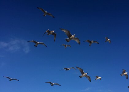 Sky seagull animal photo