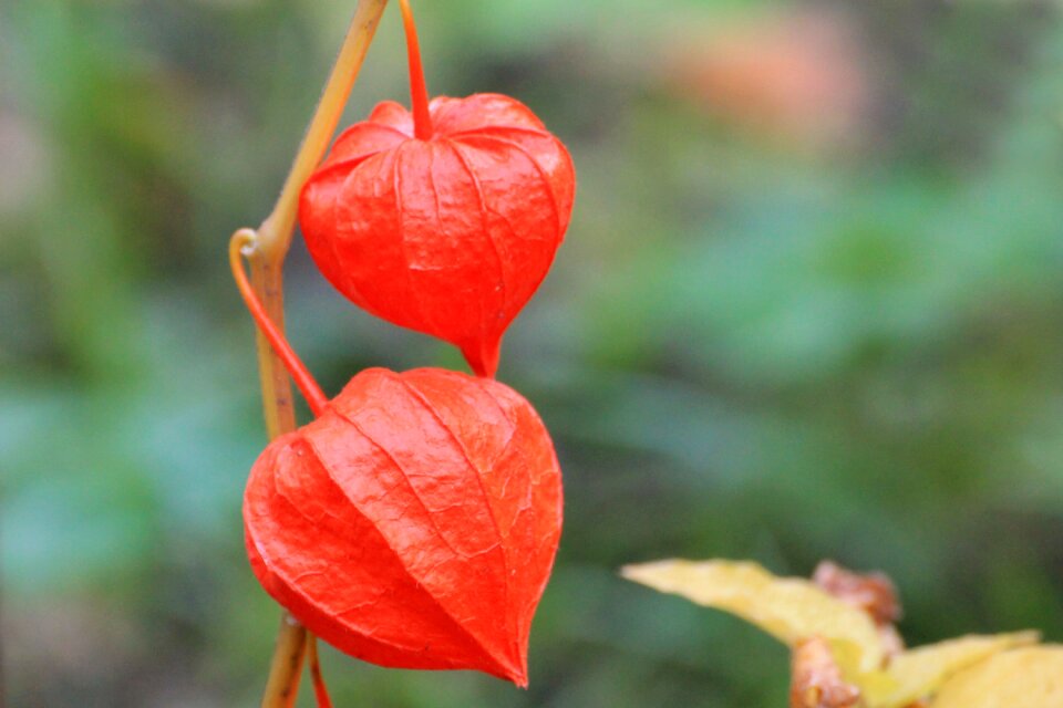 Orange garden physalis alkekengi