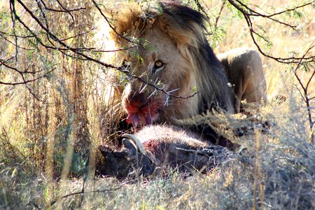 Kruger wild holiday