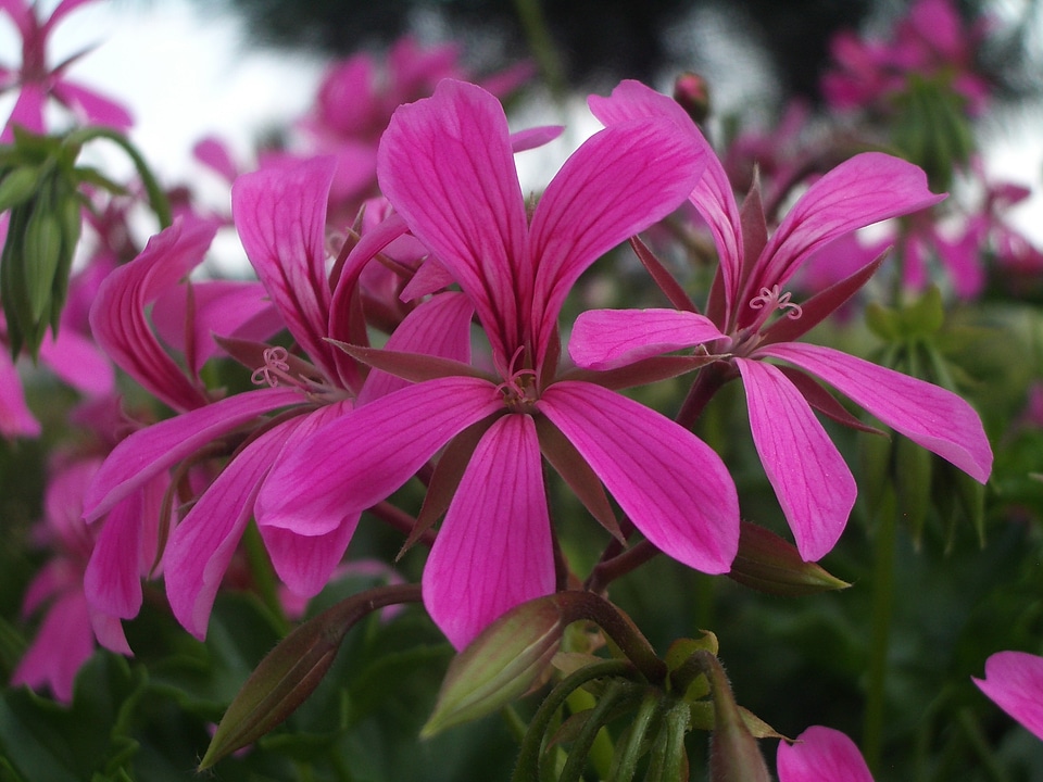 Flower pink flower plant