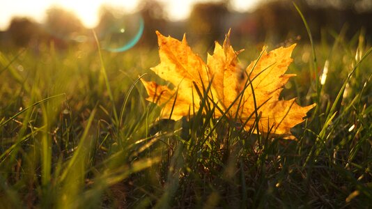 Plant colors orange