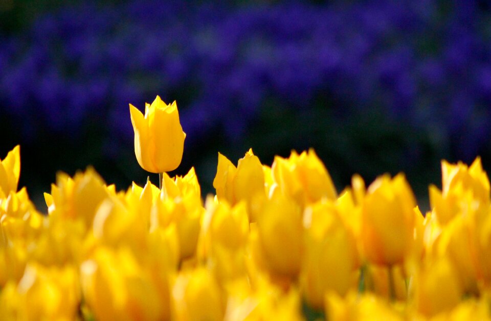 Garden plant garden flower yellow flower