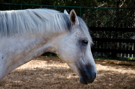 Horse park horse mold