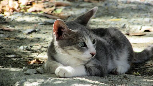 Cute grey kitten photo