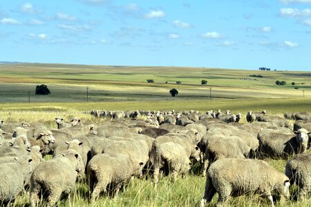 Flock grazing